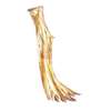 Cape Shooting Star