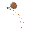 Bouquet Banshee