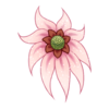Fleur Shy Waterlily