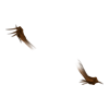 Griffes Banshee