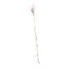 Sceptre Mysterious Enchantress