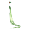 Cape Petrifying Empress