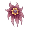 Fleur Shy Waterlily