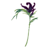 Fleur Summer Faery