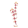 Sandales Orchid Dancer