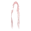 Cape Veiled Claws