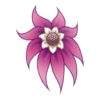 Fleur Shy Waterlily