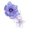 Fleurs Fleeting Liana