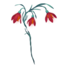 Fleurs Winter Faerie