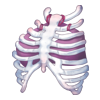 Top Bone Guardian