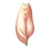 Sarouel Costume Bériflore