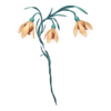 Fleurs Winter Faerie