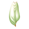 Sarouel Costume Bériflore