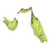 Manches Orchid Dancer