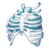 Top Bone Guardian