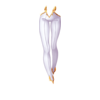 Pantalon Maid of Phoenix