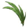 Plumes Champagne