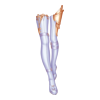 Bottes Succubus Ruler
