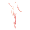 Tatouages Rosé