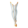 Bottes Maid of Phoenix