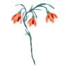 Fleurs Winter Faerie